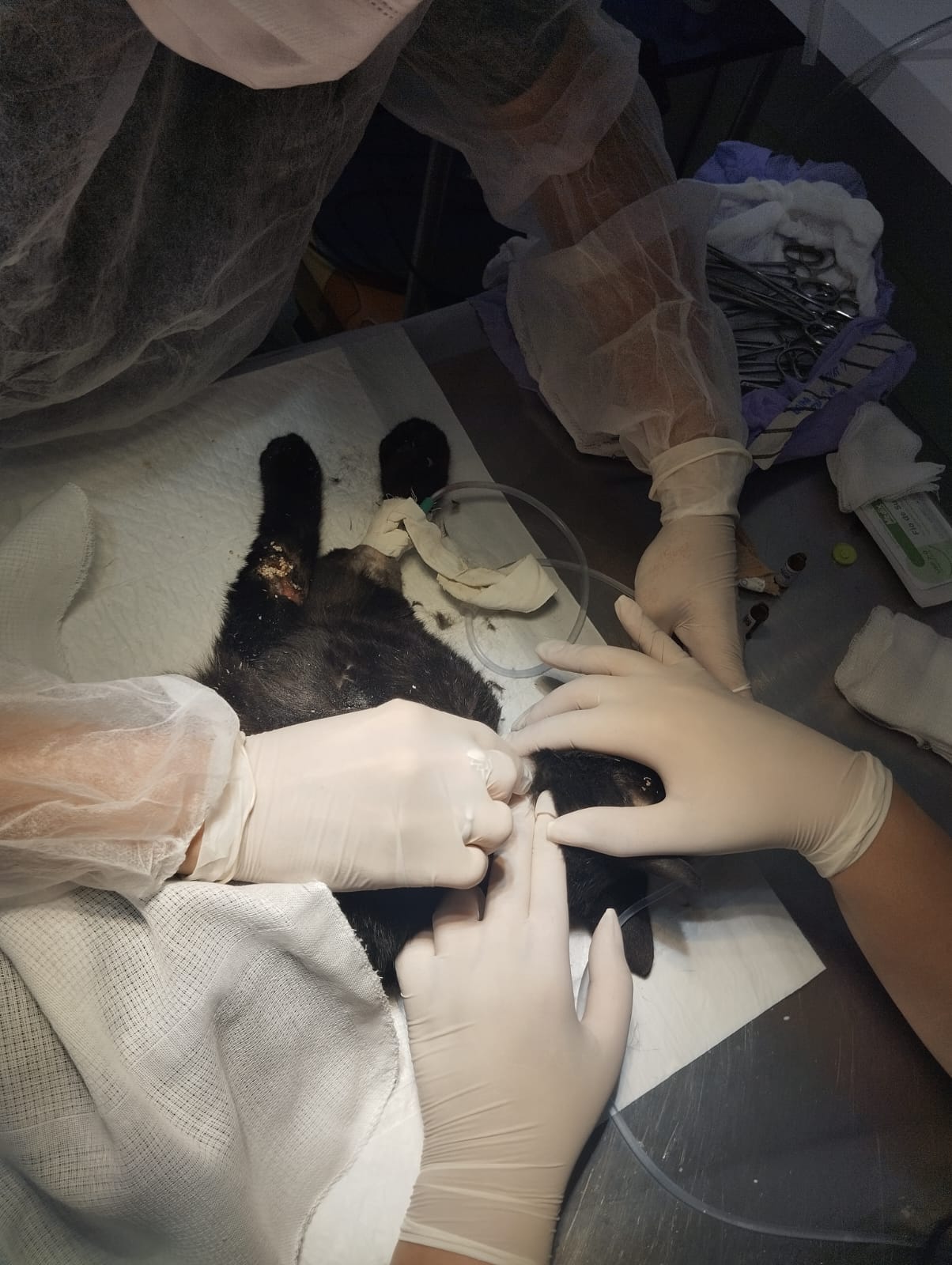 Cirurgia em cães