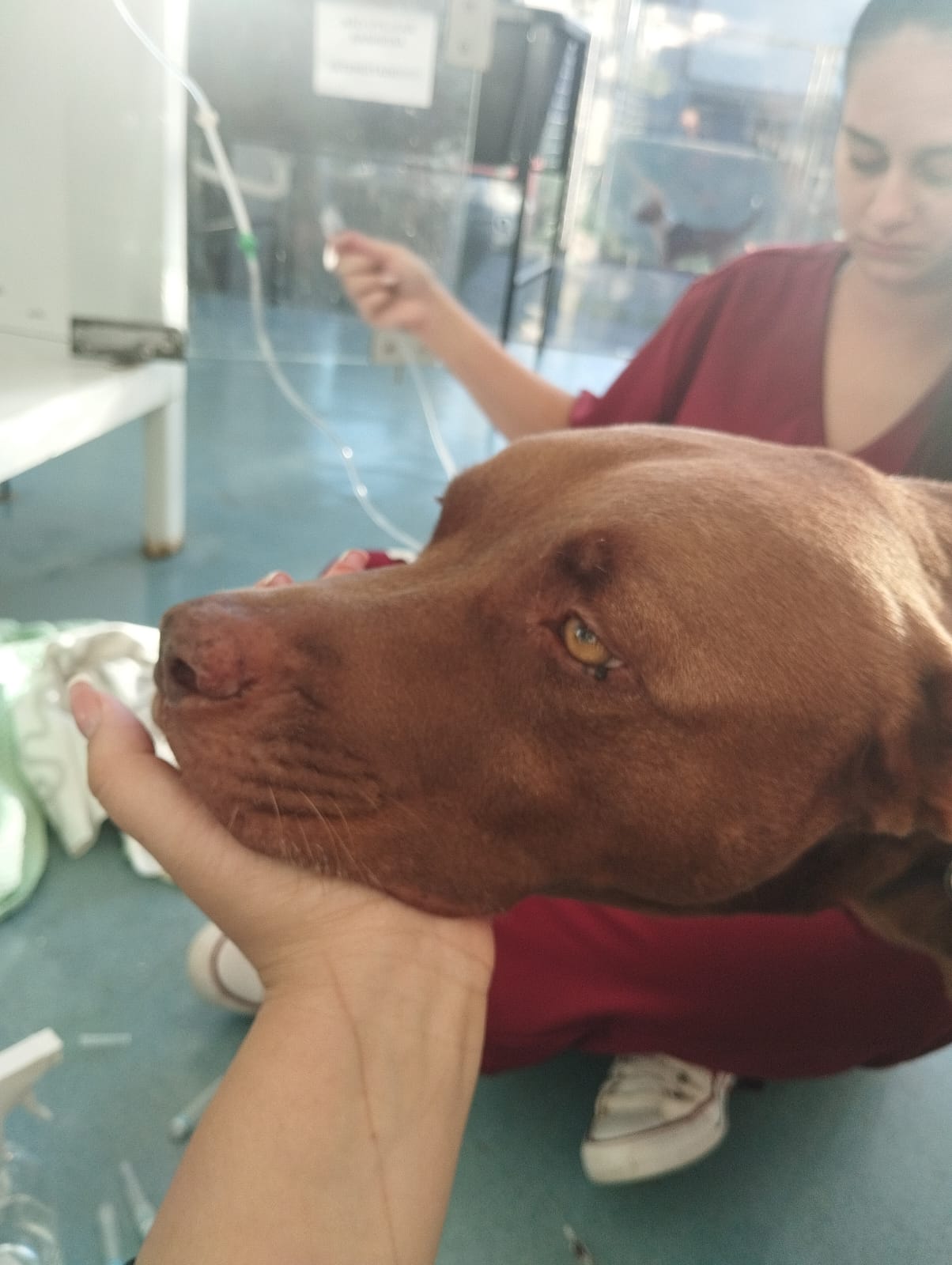 Cirurgia ortopedica em cachorro em Novo Hamburgo