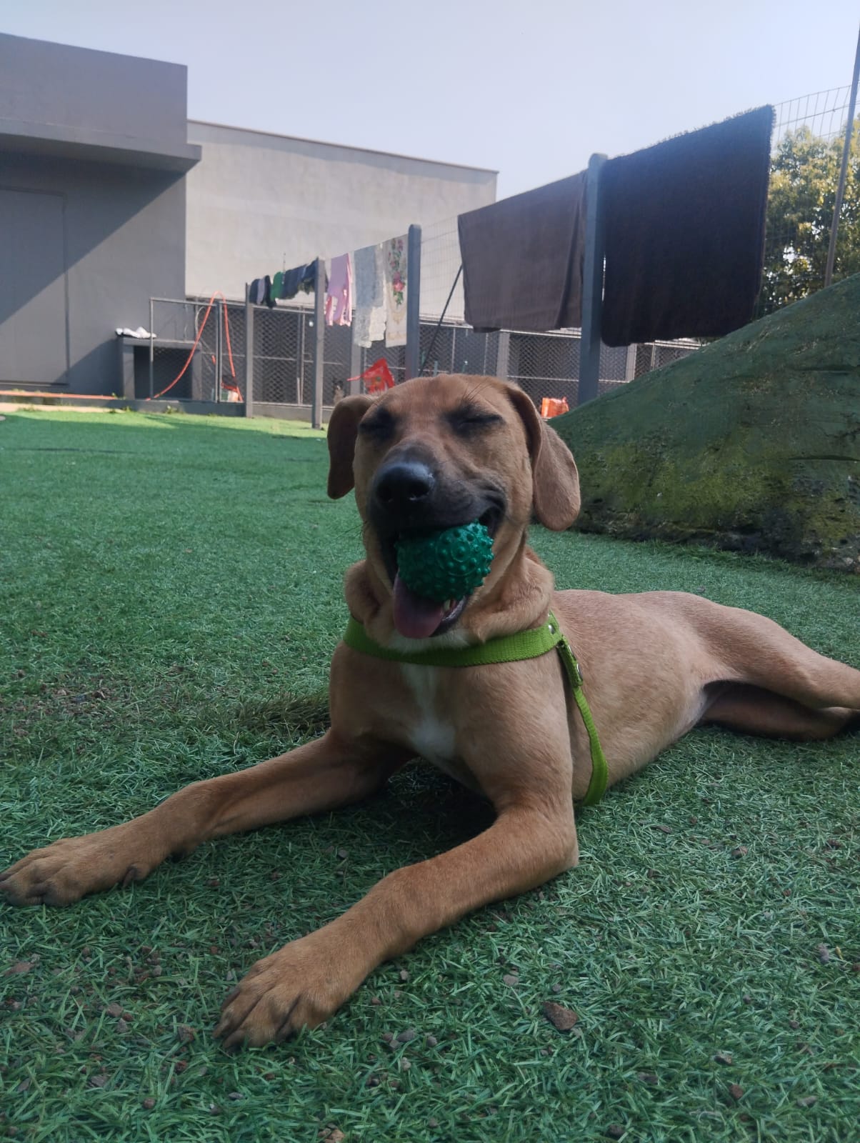 Clínica para internação de cachorro