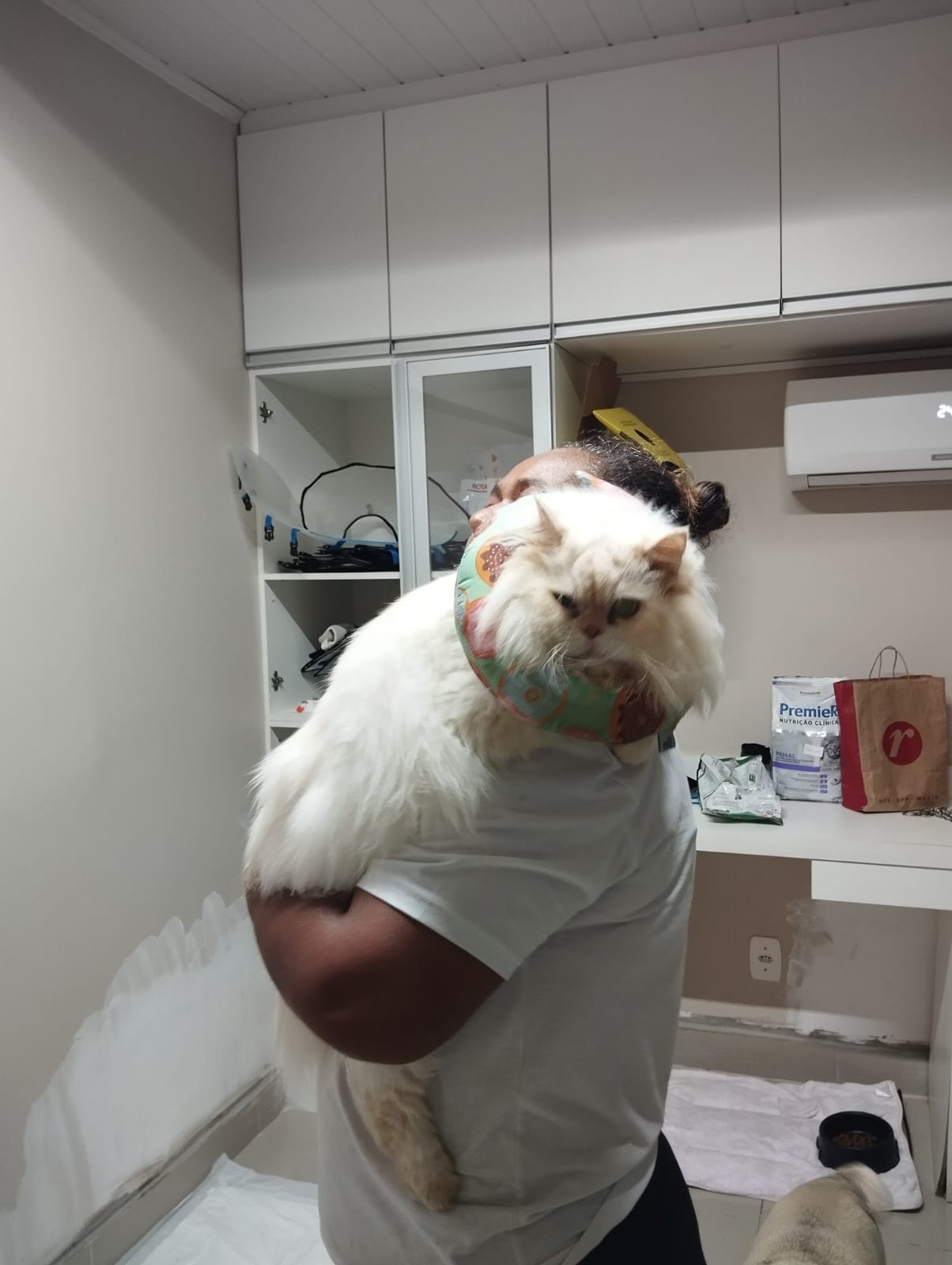 Exame de sangue gato preço