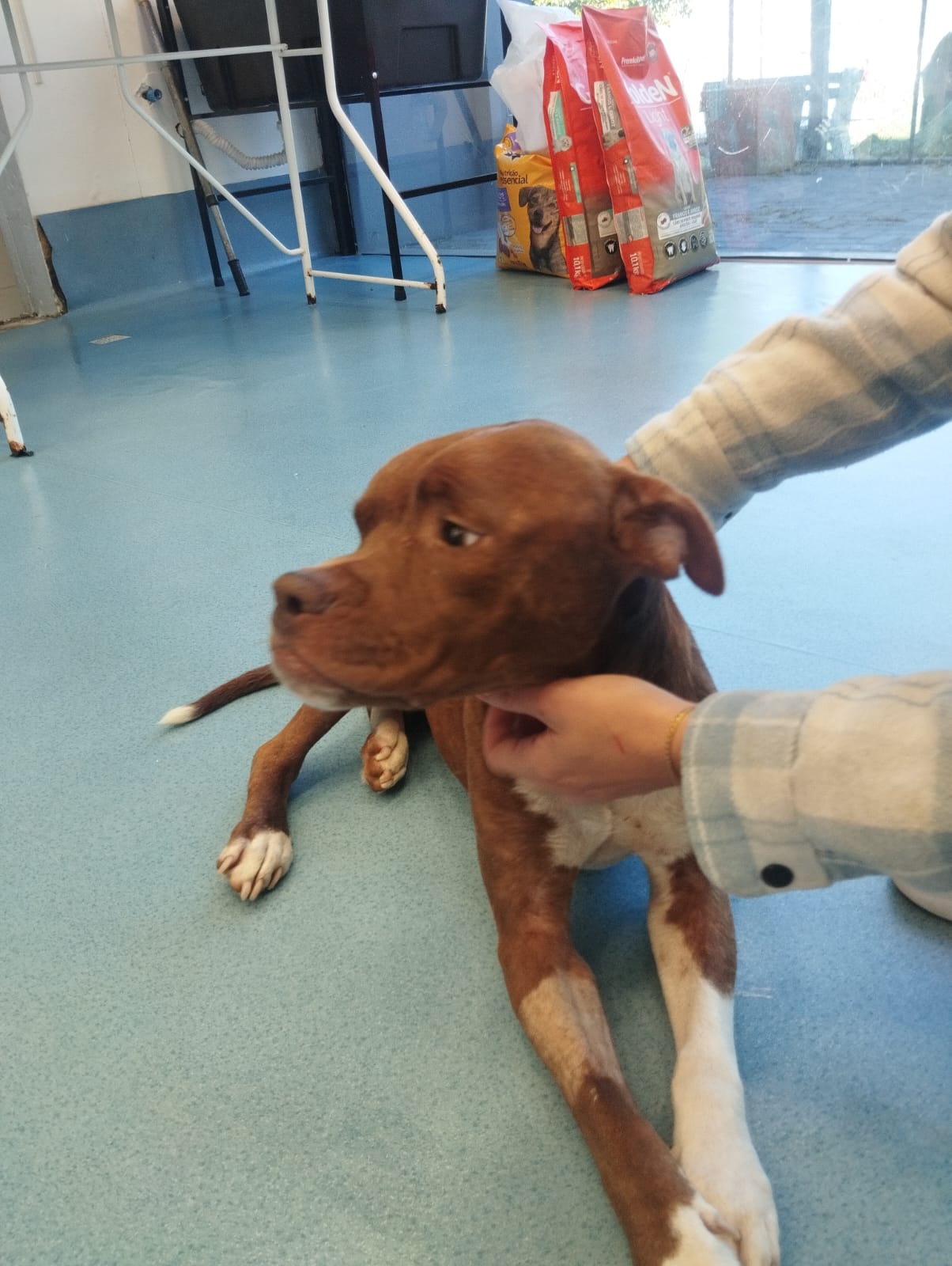 Exames check up cachorro preço