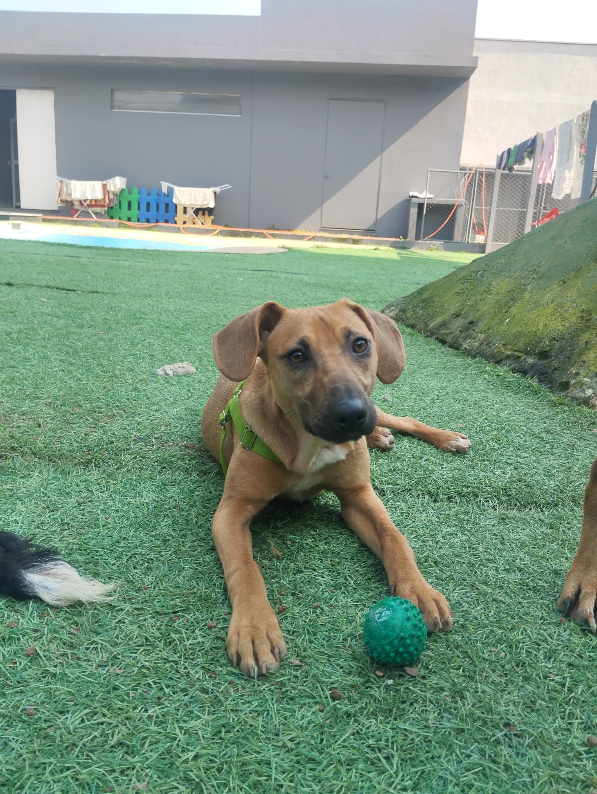 Internação de cachorro preço no RS