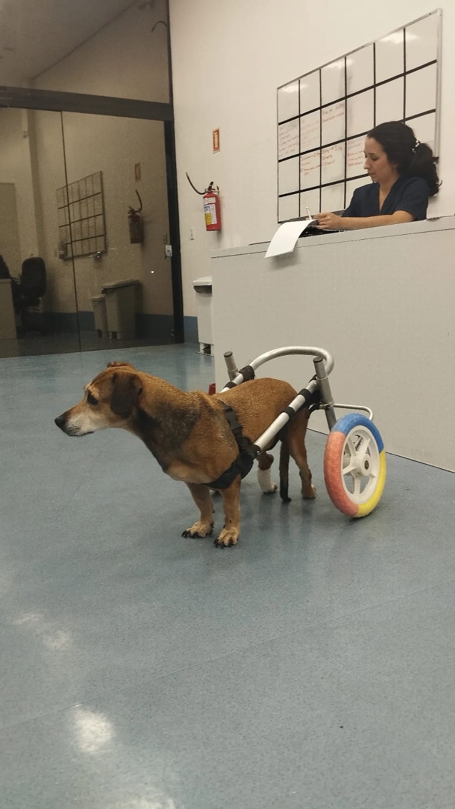 Laboratório veterinário no Rio Grande do Sul