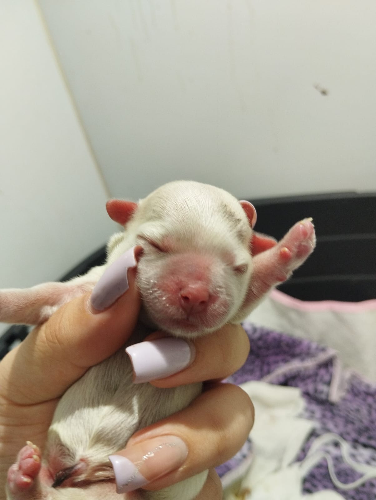 Laboratório veterinário próximo a mim