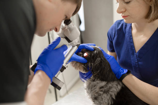 Oftalmologista para cachorro